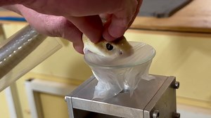 60K views · 1.2K reactions | One of two species of taipans extracted from today. This species is the Coastal taipan ( Oxyuranus s. scutellatus) . | Kentucky Reptile Zoo | Facebook