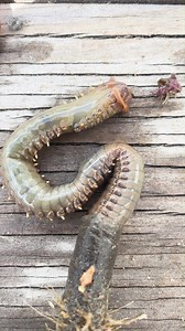 409K views · 2.5K reactions | Check it out! 81 Mediterranean fanworm were recently removed from Pilot Bay by our Biosecurity dive team. These marine pests can grow up to 80cm long and aside from looking disgusting they can form dense beds of up to 1,000 per square metre. | Toi Moana Bay of Plenty Regional Council | Facebook