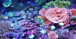 人工サンゴ礁：人と水生生物の共生を見据え誕生した生態系 | 知財図鑑