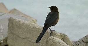 Great-Tailed Grackle or Mexican Grackle (Quiscalus mexicanus) Female Close-up