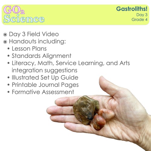 Mission Dinosaur Day 3 (Grade 4)