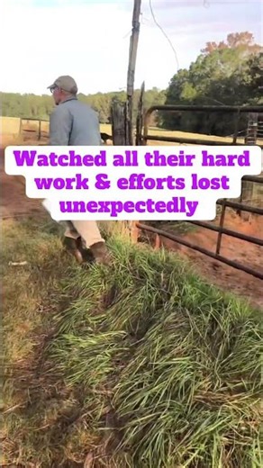 Listen to experienced farmers #farmer #cow #farming