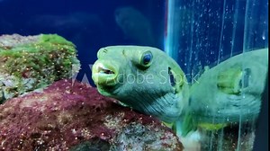 Close-up view of poisonous Tetraodon lineatus (fahaka pufferfish, Nile puffer, globe fish or lineatus puffer) swimming in freshwater aquarium. Soft focus. Slow motion video. Tropical fish theme. Stock Video