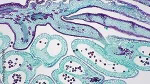 Apical bud filmed under microscope 100x in longitudinal section against bright field. Magnification of plant in lots of times for researching structure with membranes and chlorophylls in microbiology