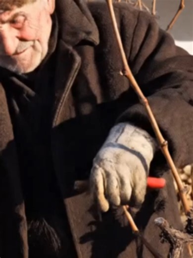 Трифoновден – яде се, пие се и масата е за всички#Трифоновден #БългарскаТрадиция #Рецептурник #БългарскаКухня#ПълненаКокошка #ДомашноВино #БългарскаТрапеза #ЯдеСеПиеСе