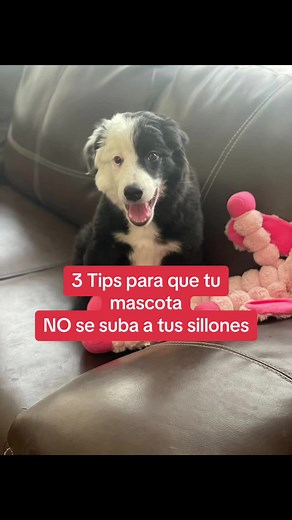 3 Tips to Train Your Dog Not to Climb on Your Sofas