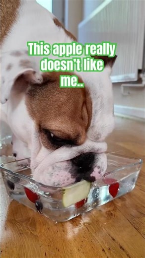 English Bulldog keeps hydrated licking her fruit water #bulldog #shorts #pets