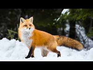 How Smart Are Red Foxes 🦊? Debunking the Biggest Fox Myths