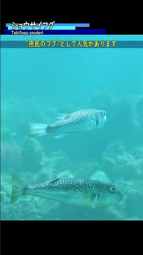 雑種のリスク/ショウサイフグ #水中映像 #海の生き物 #フグ #雑種