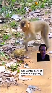 Screaming Frogs: The Nature's Unique Sound