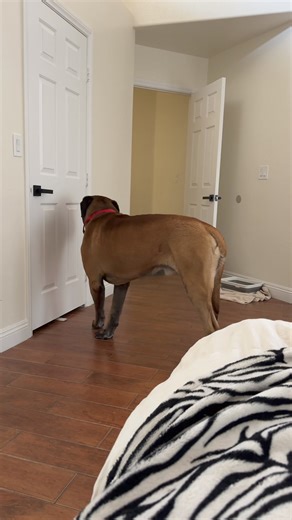 2.7M views · 65K reactions | The first 3 days adjusting to a new little brother. #curious #puppy #dogs #brothers #bigdogs #mastiffs #doggo #doglife #englishmastiff #cutedogs | Bowser The Giant Mastiff | Facebook