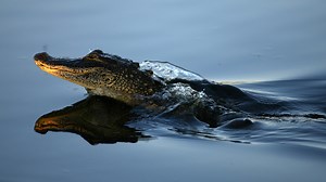 Are there alligators lurking in NYC sewers? New statue in Union Square Park commemorates myth