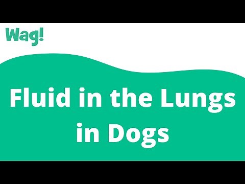 Fluid in the Lungs in Dogs | Wag!