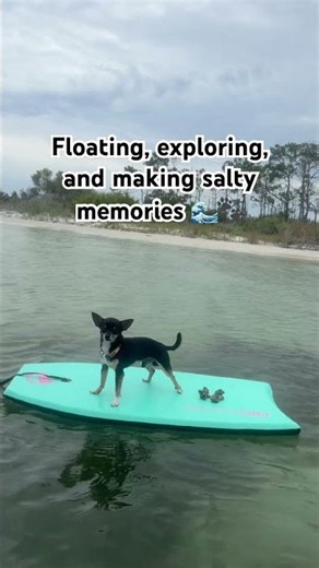Peanut spent the entire day exploring Shell Island and absolutely loved every second of it 🐾🌊