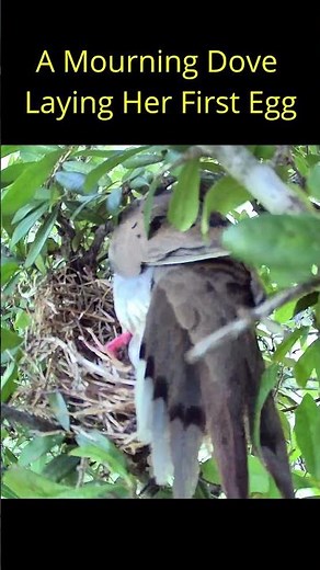 Shimmering First Egg Laid by a Mourning Dove #mourningdove #laying #egg