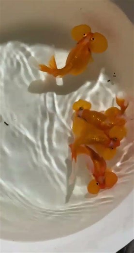 Red bubble goldfish! Cannot be transported over long distances! #fish #koi