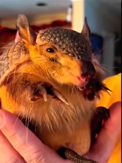 Discovering Weird Animal Sounds in Nature