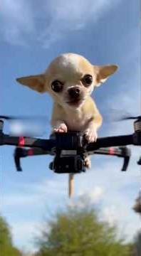 Funny Pets Compilation — Endless Laughs 😂 #funny #pets #dog #chihuahuafanclub #petsrule #cutedog