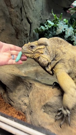 😂😂worm explosion watch out!!! #funny #animals #reptile #reels | The Reptarium