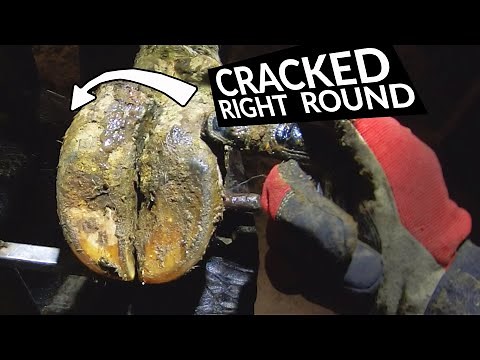 CRACKED COWS HOOF ... how to help her | The Hoof GP