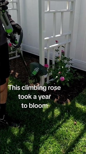 This climbing rose took a year to bloom, but understood the assignment. #Gardening @epicgardening