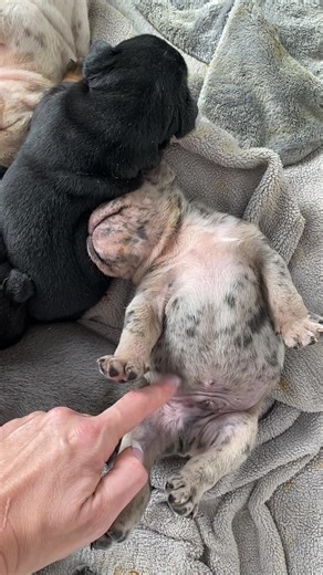 More then 3 WEEKS OLD! “Mad Max” - Male Blue Tri Merle - English Bulldog - . . . . . . . Bully Me English & French Bulldogs of New York- Breeding “Mr. Wonga” x “Margita” (Candy x Kobe 2-18-23). This baby was born on 12-30-25. 📩 to find out how to become part of our Bully Me Family! There is still time to become a part of our Bully Me Family! #englishbulldogpuppies #bulldogsnewyork #frenchbulldogpuppies