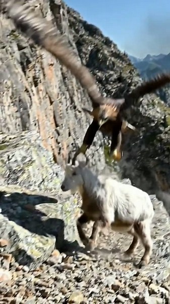 Golden Eagle vs Mountain Goat | A High-Altitude Hunt/wildlife documentary 4k