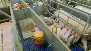 Sows Feeding Little Pink Piglets In Gestation Crates At Agricultural Farm Barn. Feeding Livestock. Piglets Sleeping In Barn. Feeding Piglets To Raise Healthy Animals. Husbandry Farm Barn