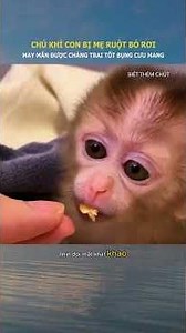 Chú khỉ con bị mẹ bỏ rơi may mắn được chàng trai tốt bụng cưu mang #shorts