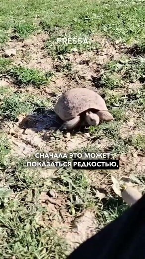 Осторожно: в Узбекистане смертельно опасные кобры начали активно выходить наружу С потеплением змеи