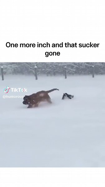 #funnyvideos #jokes #dogs