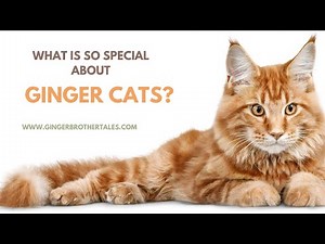 What is So Special About Ginger Cats?