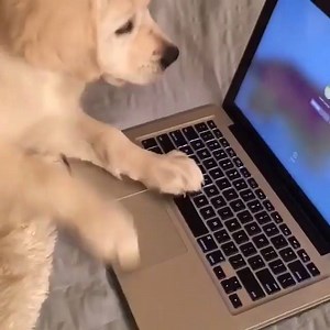 "So, you're trying to get work done?" | Funny Dog Videos