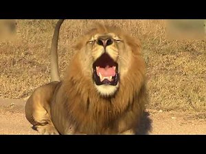 Burping Lion