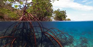 BLUE CARBON FINANCE TOOLBOX RELEASED