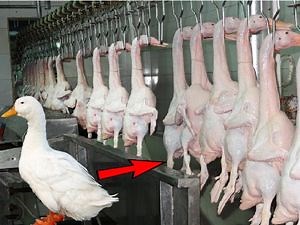 [Hot Item] Slaughterhouse Equipment Slaughtering Machine for Chicken Abattoir Design