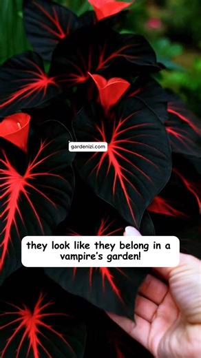 62K views · 710 reactions | Rare Giant Red-Black Caladium—massive leaves, exotic red veins on deep black  Ultra-rare collector’s piece that makes your garden unforgettable.  DROP “ZEN” and we’ll DM you the link instantly! #gardenizi #rareplants #giantcaladium #rarecaladium #uniquefoliage #collectorplants #exoticgarden #plantlovers #gardeninglife | Garden Lovers | Facebook