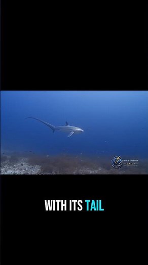 🦈 This Shark Hunts With Its Tail