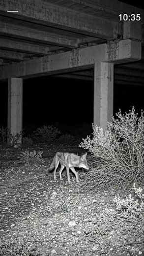 CCTV Camera Captures a Coyote Near the Highway Underpass at Night | 02:47 AM | April 25, 2026