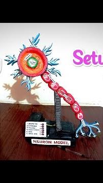Neuron Working Model Setup Tutorial #neuron #neuronmodel #nerve #biologymodel #school #schoolcraft