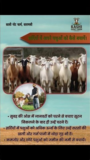 सर्दियों में अपने पशुओ का ध्यान कैसे रखें। How to Care about our Animals, #shorts #shortsfeed