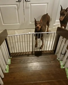 This is Ruby! She does this weird but hilarious thing where she runs laps around the downstairs until her owner comes with the food. Talk about food crazy! | Rumble