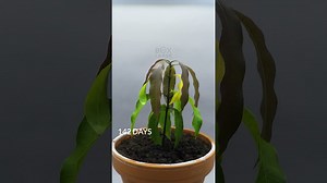 Time-lapse: 1 year of a mango tree 🍃