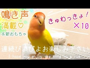 ［鳴き声満載］呼び鳴き?! コザクラインコで連続ぴよぴよ ＆ 新しい鳥のおもちゃ