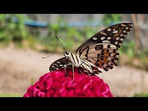 Lime butterfly insect