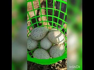 cómo hacer que una guajolota empolle sus huevos