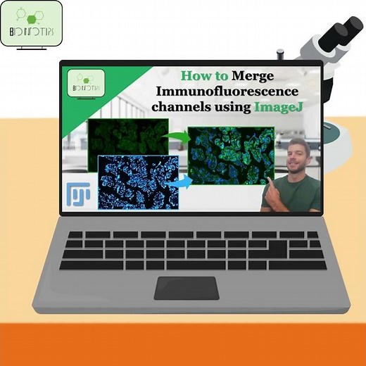 How to merge Immunofluorescence channels using ImageJ #shorts #immunofluorescence #imagej #merge