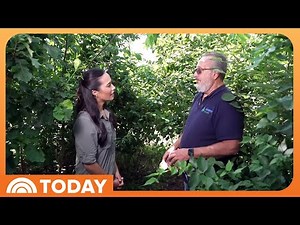 Why Microforests Are Being Planted in Urban Areas