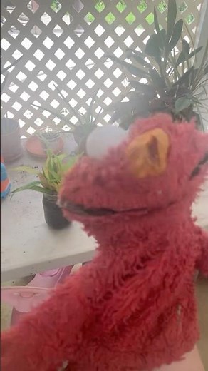 elmo world bicycles kids