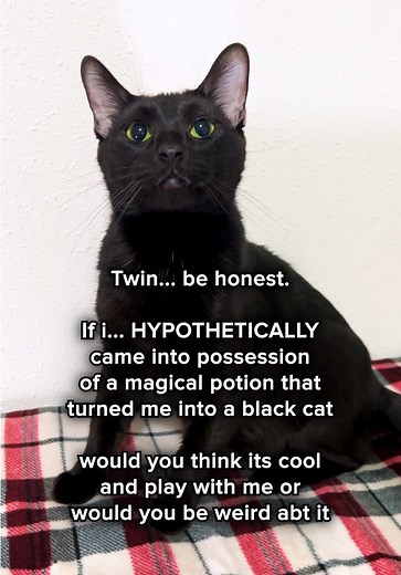 Cool Cute Cat PFP: Funny Cat Moments